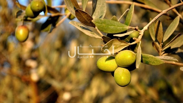 باحث فلسطيني يسجل إنجازا للكشف عن مرض يصيب الزيتون
